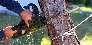 How Our Tree Care Process Works  in  Pilot Point, TX