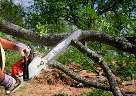 How Our Tree Care Process Works  in  Pilot Point, TX