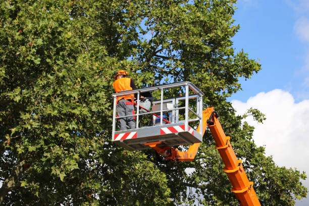 Best Emergency Tree Removal  in Pilot Point, TX