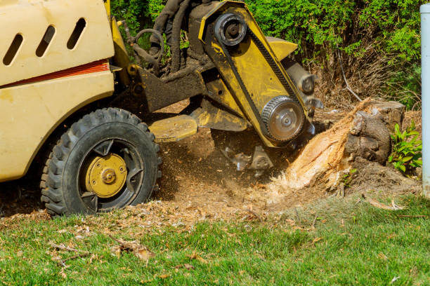 Best Lawn Irrigation Installation and Maintenance  in Pilot Point, TX