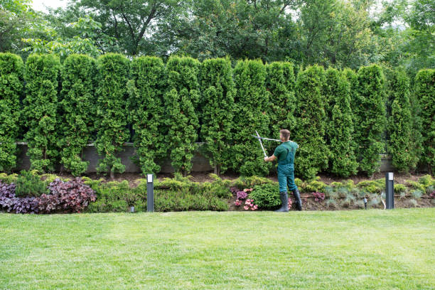 Best Sod Installation  in Pilot Point, TX
