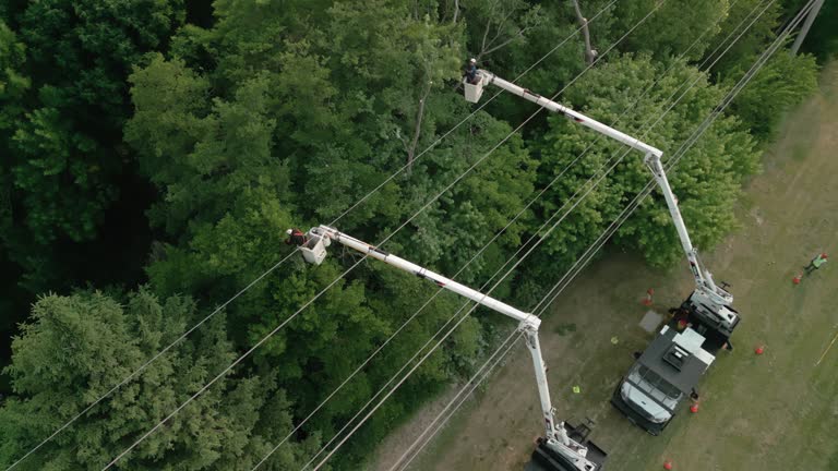  Pilot Point, TX Tree Services Pros