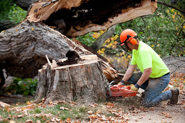 Best Aeration Services  in Pilot Point, TX